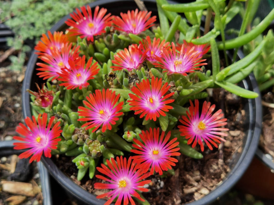 Delosperma cultivars & hybrides